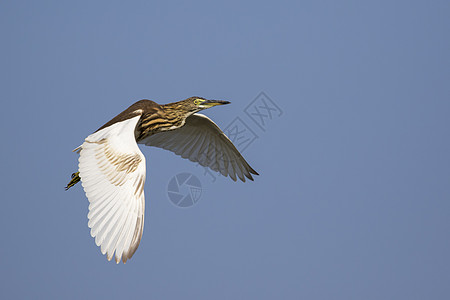 池塘海绵Ardeola在天空中飞翔的图像环境飞行荒野钓鱼动物白鹭鸟类羽毛紫色野生动物图片