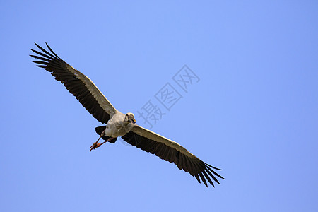 亚洲开放书刊的图像野生动物场地动物动物群自由航班鸟类羽毛蓝色空气图片