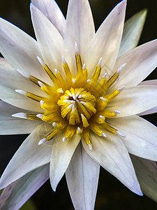 与黄色花粉密的白色花朵蓝色植物植物群宏观绿色雏菊花园花瓣黑色洋甘菊图片