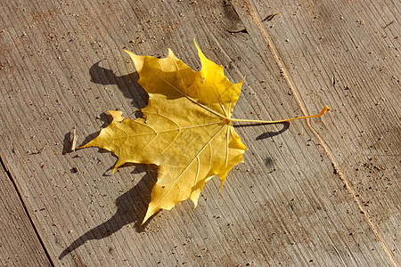 单片黄色枫叶躺在木质表面上图片