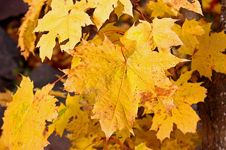 秋天黄色的枫叶在阳光明媚的日子里红色公园森林植物活力棕色绿色树木环境乡村图片
