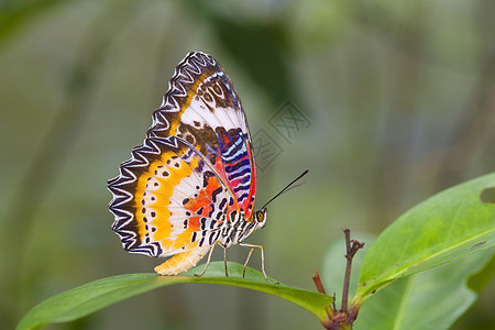 美丽的蝴蝶在自然界君主橙子白色花园绿色黄色翅膀季节昆虫黑色图片