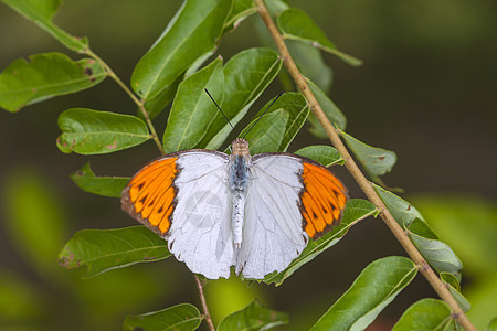 美丽的蝴蝶在自然界绿色昆虫君主白色橙子季节翅膀黑色黄色花园图片