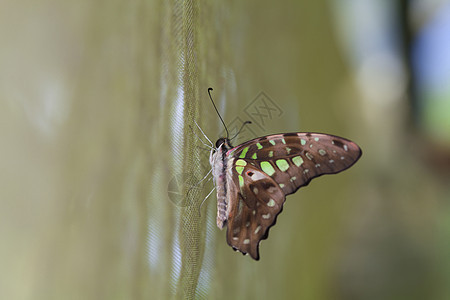美丽的蝴蝶在自然界白色绿色昆虫季节黄色橙子黑色翅膀君主花园图片