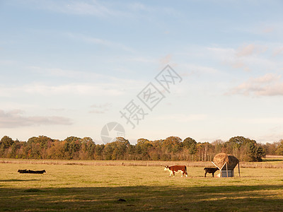 绿地上吃草的美丽棕色和黑色奶牛土地团体天空奶制品牧场家畜风景蓝色牛奶乳房图片
