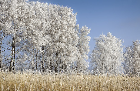 冬天风景 薄冻的树木图片