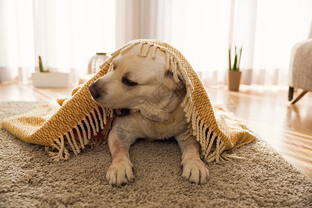 在家养可爱狗毯子动物黄色宠物房子猎犬地毯犬类房间说谎图片