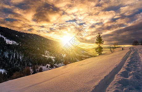 日出时雪雪山坡上孤单的树苗天堂太阳辉煌气氛边缘射线云杉光束山坡孤独图片