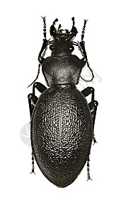 白背景上的皮革甲虫(林瑙斯 1758年)图片