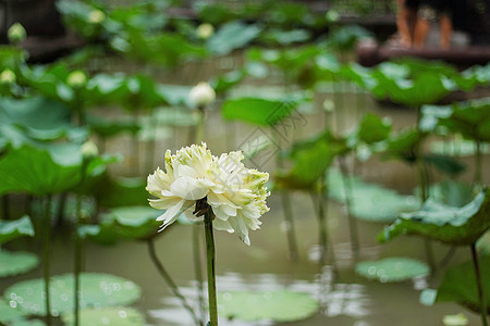 白莲花正在脱落图片