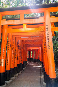 圣托里日本京都宗教旅游汉子历史建筑学神道寺庙旅行森林神社背景