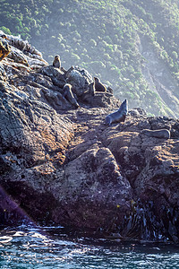 Kaikoura湾悬崖上的验尸官支撑旅行海鸥海豹海滩海洋生物海景殖民地毛皮海岸线图片