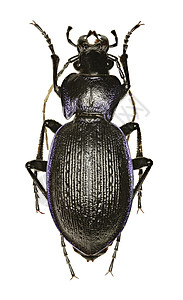 白色背景上粗略紫色地面甲虫-Carabus问题(Herbst 1786年)图片