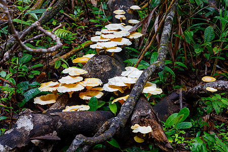 雨林树干上的蘑菇热带泥炭危险环境荒野生长植物菌类丛林土壤图片
