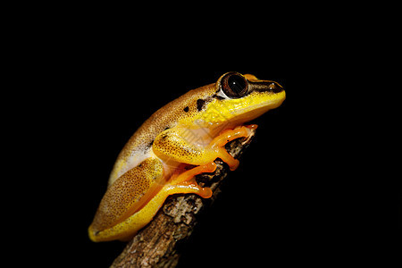 美丽的黄黄树青蛙 疯人院异国国家荒野情调植物生态动物群眼睛雨林公园图片