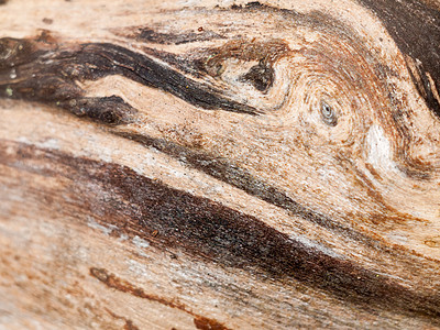 有趣的剥离干木纹理特写背景墙纸木材崎岖风化皮肤公园哺乳动物树桩松树粮食图片