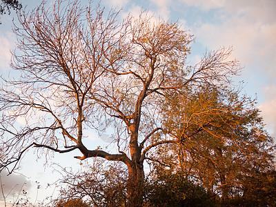 美丽的秋秋光露着的树枝 没有落下农村的阳光图片
