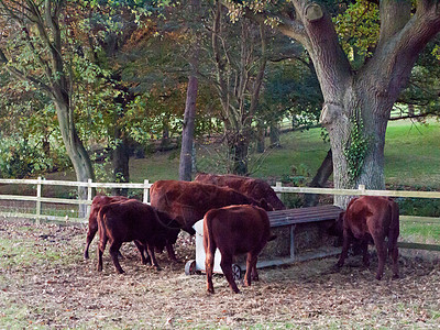 田边美丽的棕色乡村奶牛 秋天特写场地国家牛奶鼻子场景牛肉农村农场家畜哺乳动物图片