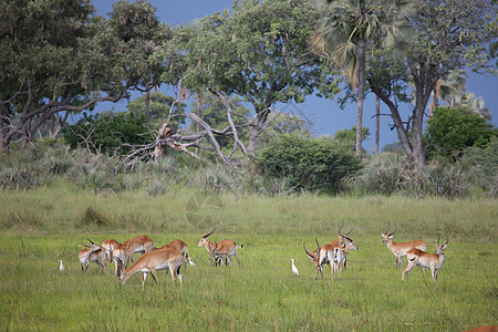 非洲博茨瓦纳稀树草原中的野生跑步荒野跳羚公园环境土地马拉平原跳跃地形图片