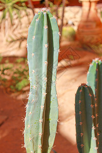 绿色仙人掌卓尔植物热带植物学环境宏观沙漠花园生长生活叶子图片