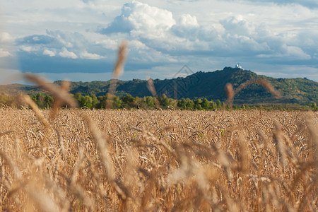 日落时小麦田季节大麦蓝色种子耳朵天空阳光草地农田面包图片