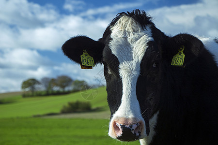 Cow 特写 cow 切合动物家畜墙纸宠物牧场农业牛奶农场耳朵舌头图片