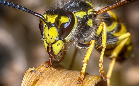 昆虫黄蜂的头部危险蜂巢蜜蜂夹克害虫显微镜控制蜂窝荒野果汁图片