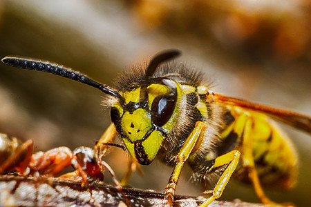 黄蜂对蚂蚁图片