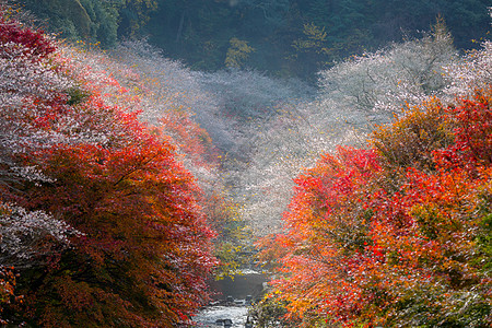 名古屋 秋天的木头植物群光洋游客公园文化红叶薄雾旅行地标图片
