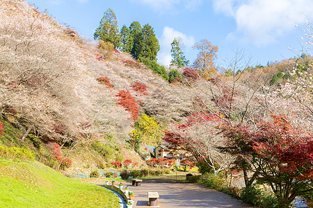 名古屋 秋天的地标光洋木头森林红叶植物群世界游客旅行文化图片