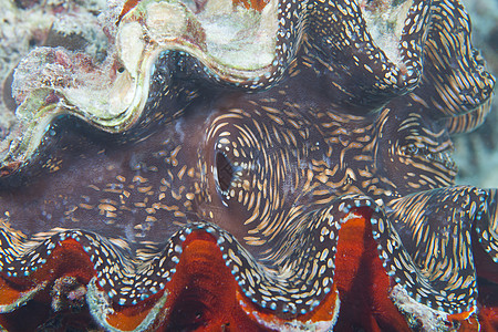 巨型 dea 贝壳 - 塞舌尔背景图片