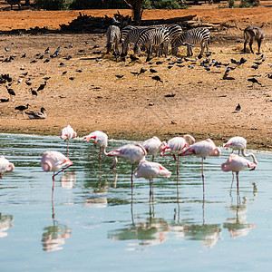 水中的粉红火烈鸟荒野公园白色风景旅行动物群野生动物旅游异国生活图片