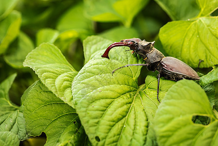 大黑甲虫 有角黑色男性眼睛绿色叶子野生动物荒野收藏漏洞生物学图片
