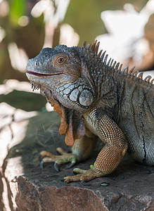 大型蜥蜴情调眼睛皮肤宏观丛林野生动物动物园绿色热带异国图片