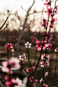 盛开的桃花花园果园植物群天空水果植物学季节叶子农场植物图片