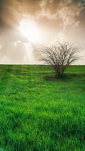 绿草和绿树阳光国家牧场地平线晴天草地环境农场蓝色公园背景图片
