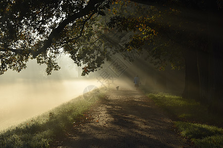 神秘的道路 迷雾的风景 清晨秋天公园和阳光图片