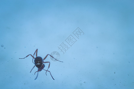 在水中的蚂蚁团队植物危险荒野游泳划痕蜘蛛宏观野生动物动物群图片