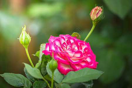 花园里的玫瑰花树叶粉色玫瑰花瓣绿色植物群情人日光图片