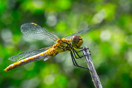 草原上的飞龙生活漏洞翅膀蜻蜓叶子野生动物植物生物眼睛备份图片
