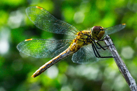 草原上的飞龙公园耀斑翅膀昆虫蜻蜓宏观野生动物太阳荒野漏洞图片