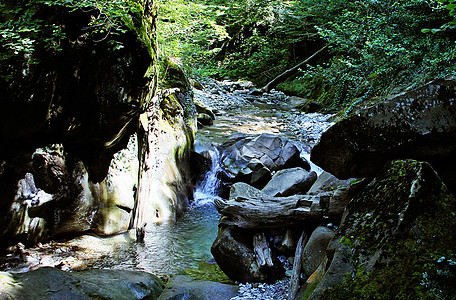 小山河的头部图片