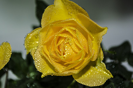 黄玫瑰黄色嫉妒男人花园背景图片