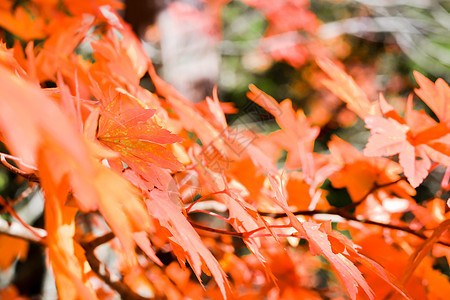 树和离开的秋天季节季节性树叶红色绿色金子阳光公园植物蓝色黄色图片