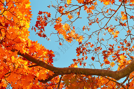 树和离开的秋天季节树叶叶子树木旅行天空森林阳光金子红色绿色图片