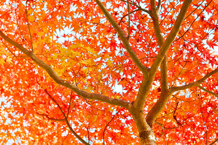 日本树木和树叶的秋季森林橙子公园绿色旅行植物阳光叶子场景蓝色图片