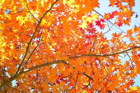 树和离开的秋天季节树木季节性森林旅行绿色叶子植物公园金子树叶图片