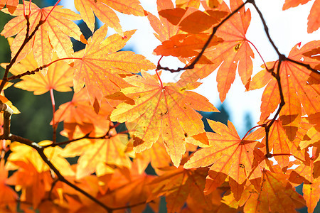树和离开的秋天季节叶子旅行黄色森林季节性天空金子橙子植物绿色图片