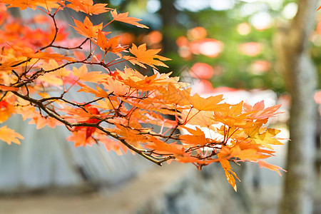 五颜六色的秋天树和离开金子季节树叶橙子红色黄色树木旅行天空公园图片