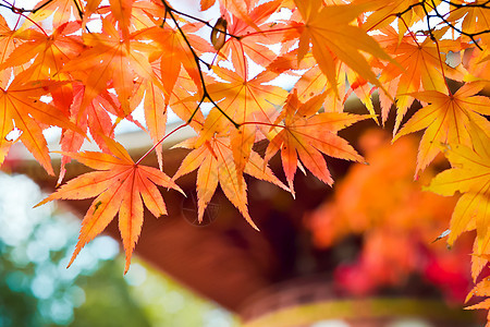 日本树木和树叶的秋季季节蓝色场景红色绿色季节性旅行金子橙子天空图片